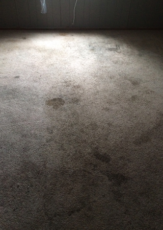 Carpet Protection and Deodorizer Service