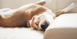 dog on sofa